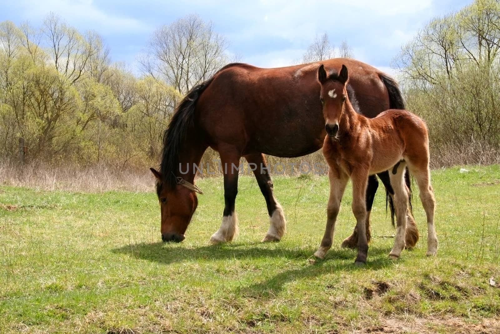 Horse and colt on green meadow at spring day