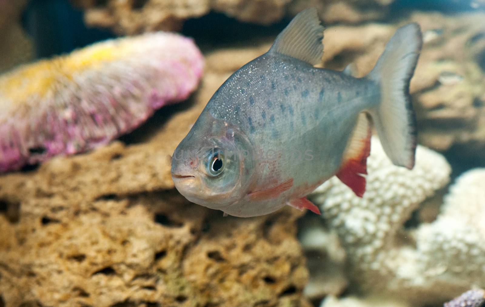 a dangerous piranha swimming in shallow water by DNKSTUDIO