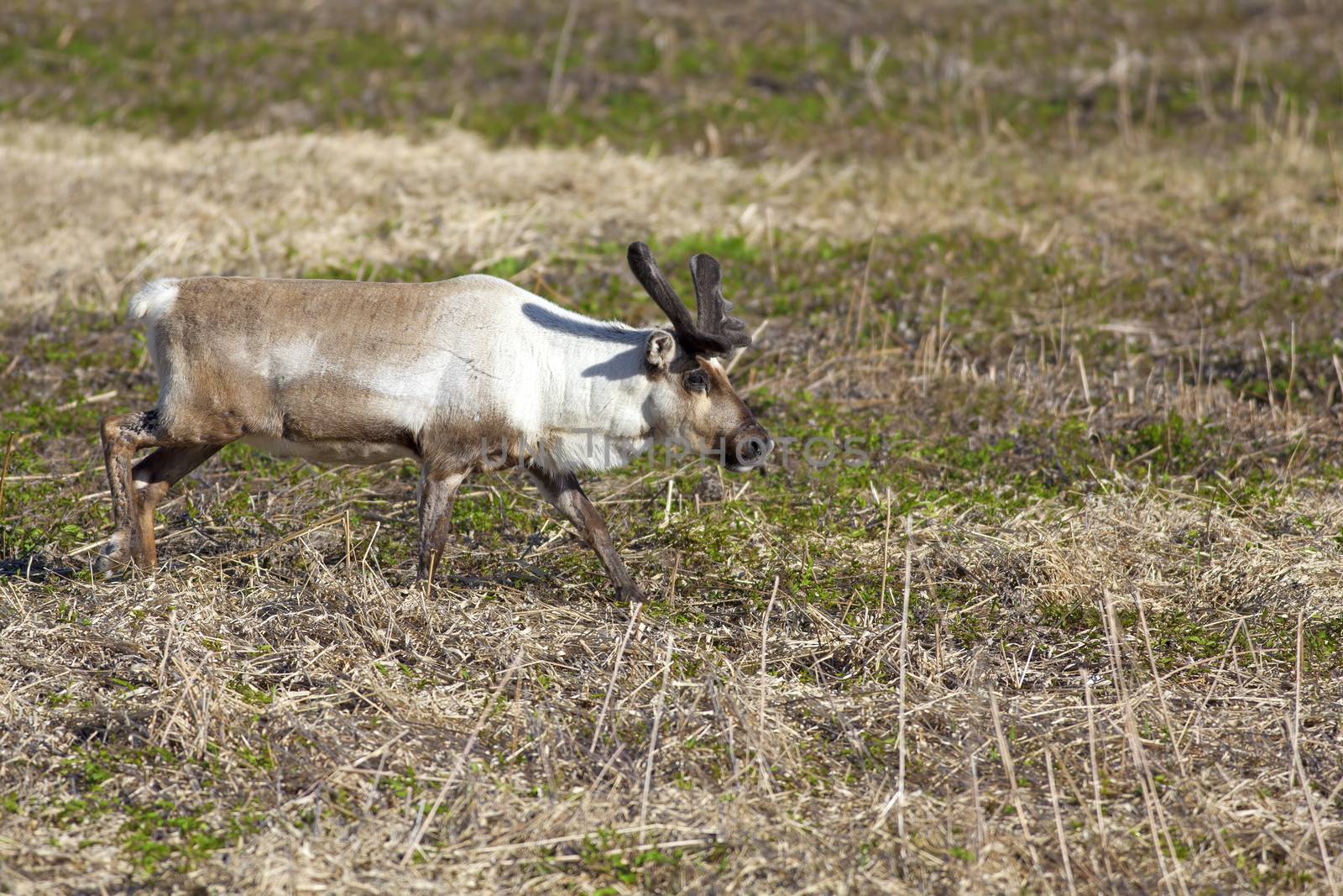 A Reindeer grassing on a meadow in Norway