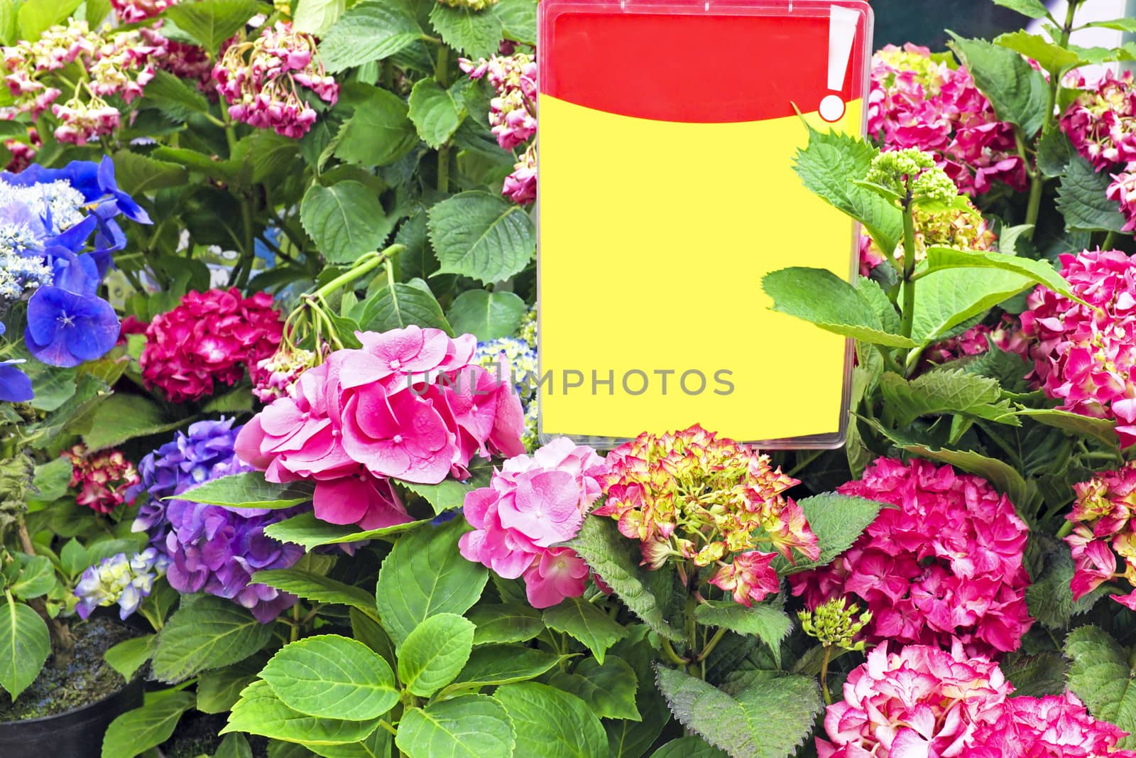 Hyacinths on discount in shop