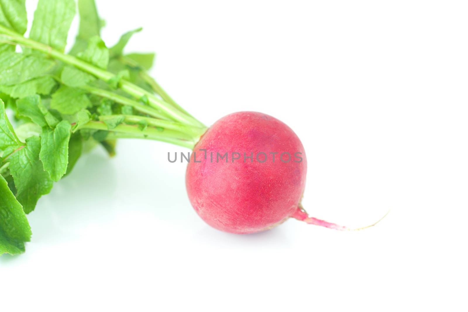 juicy red radish with green leaves isolated on white by jannyjus
