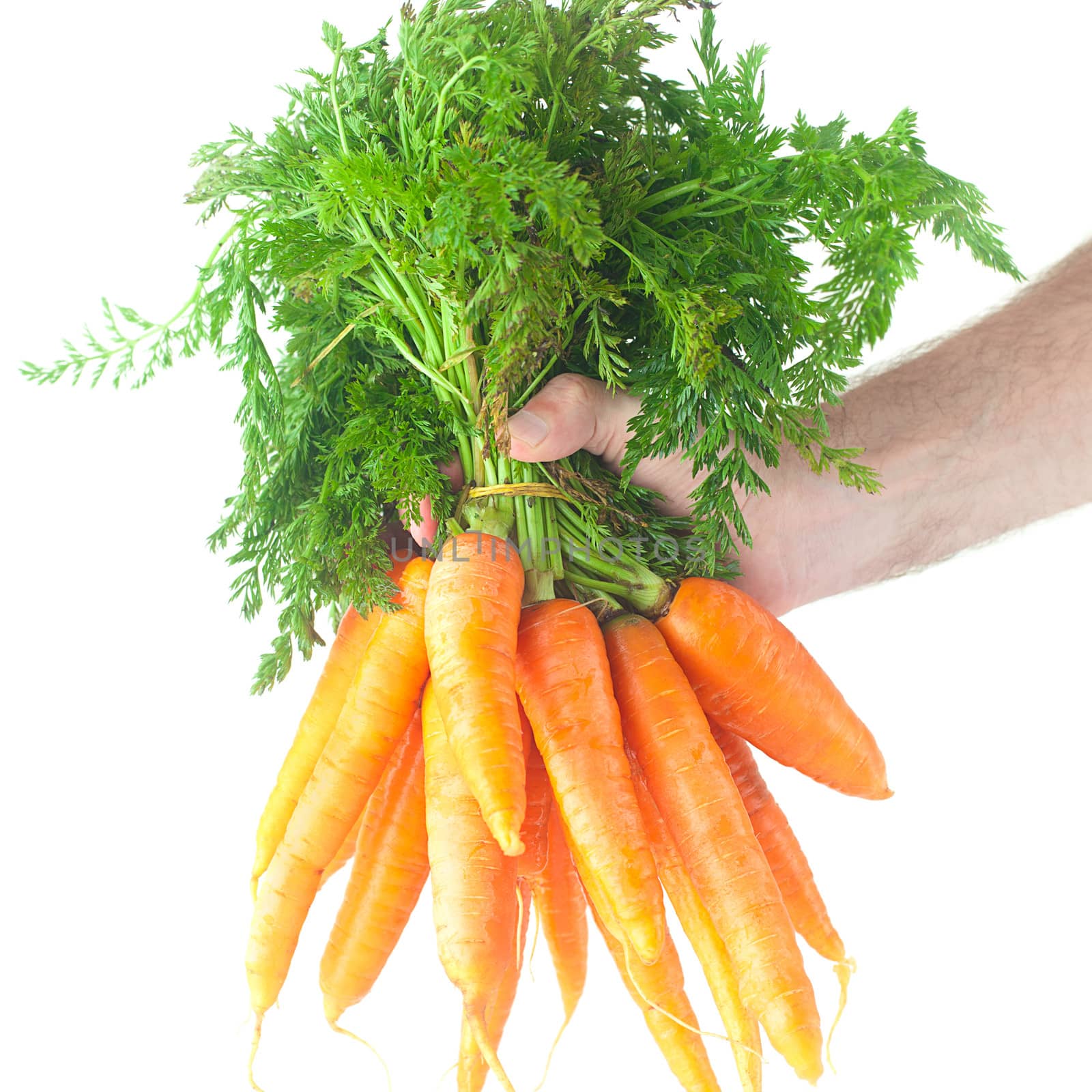 bunch of carrots with green leaves in a man hand isolated on white