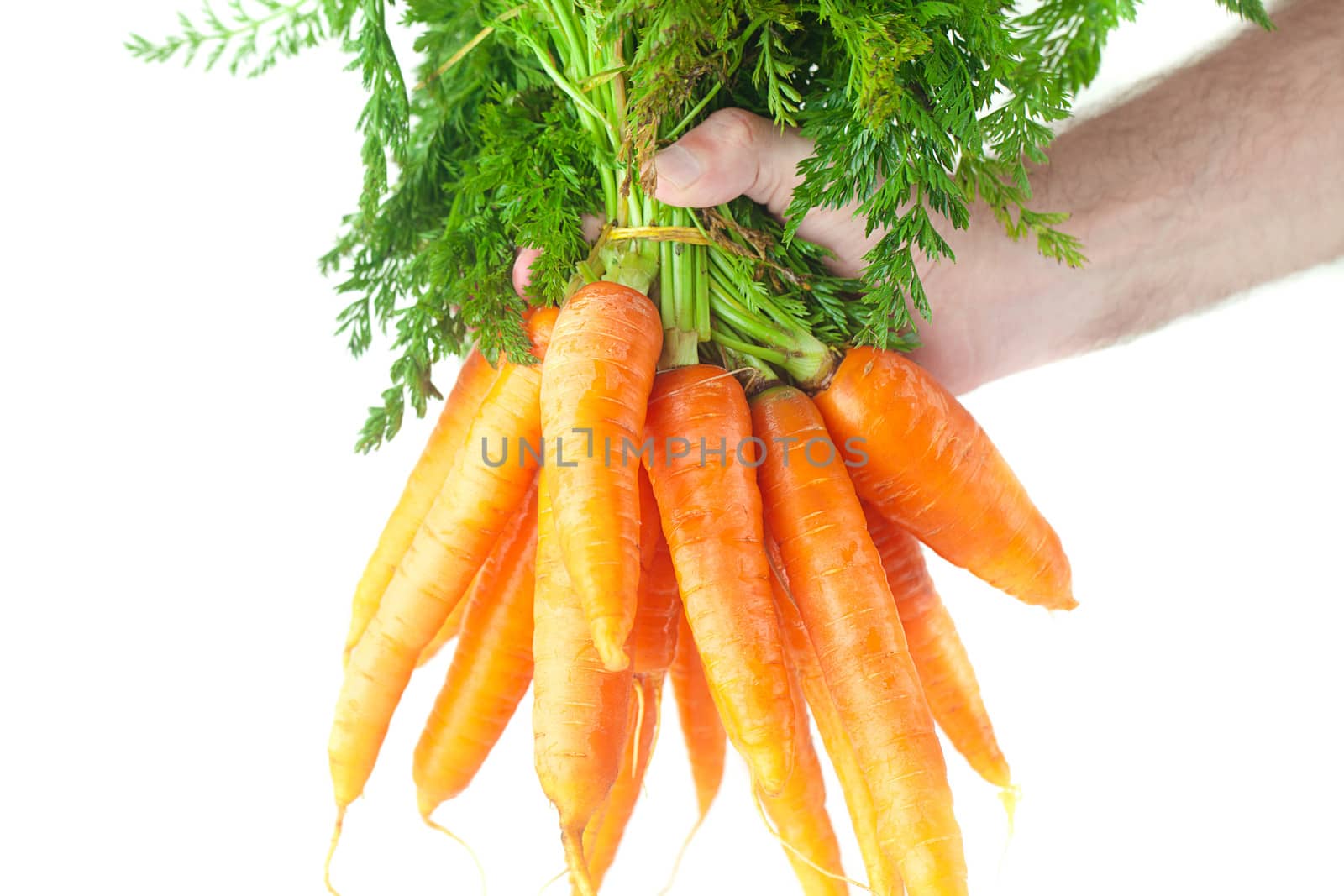 bunch of carrots with green leaves in a man hand isolated on whi by jannyjus
