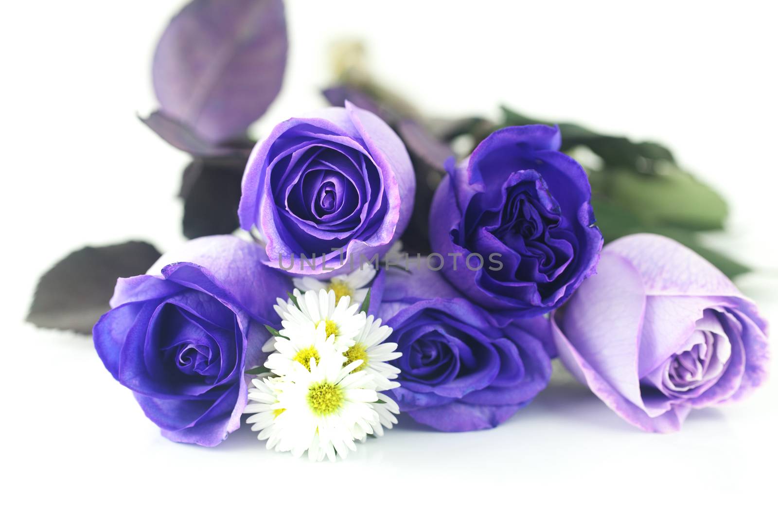 bouquet of beautiful violet roses and chamomiles
