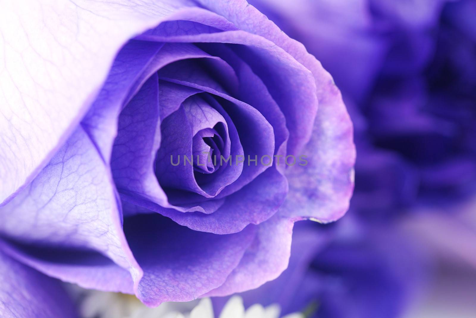 macro background of beautiful violet roses  by jannyjus
