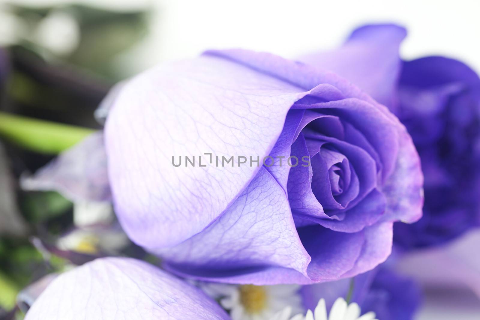 macro background of beautiful violet roses  by jannyjus