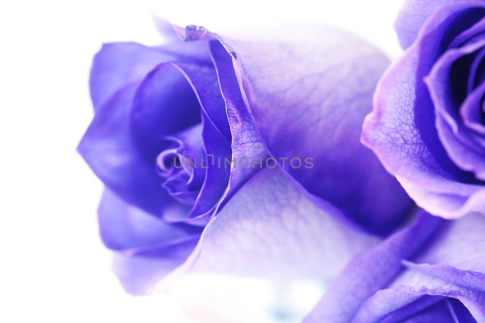macro background of beautiful violet roses 