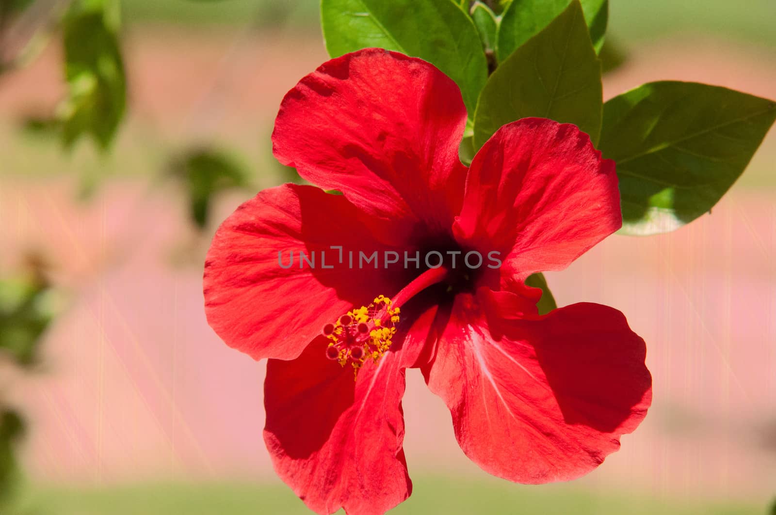 Macro of China Rose flower close up .