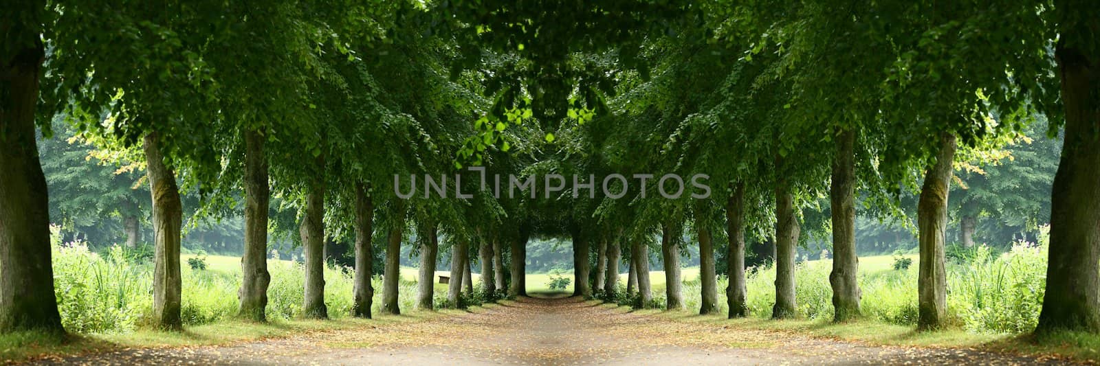 Trees alley in a park in Denmark (manipulated)