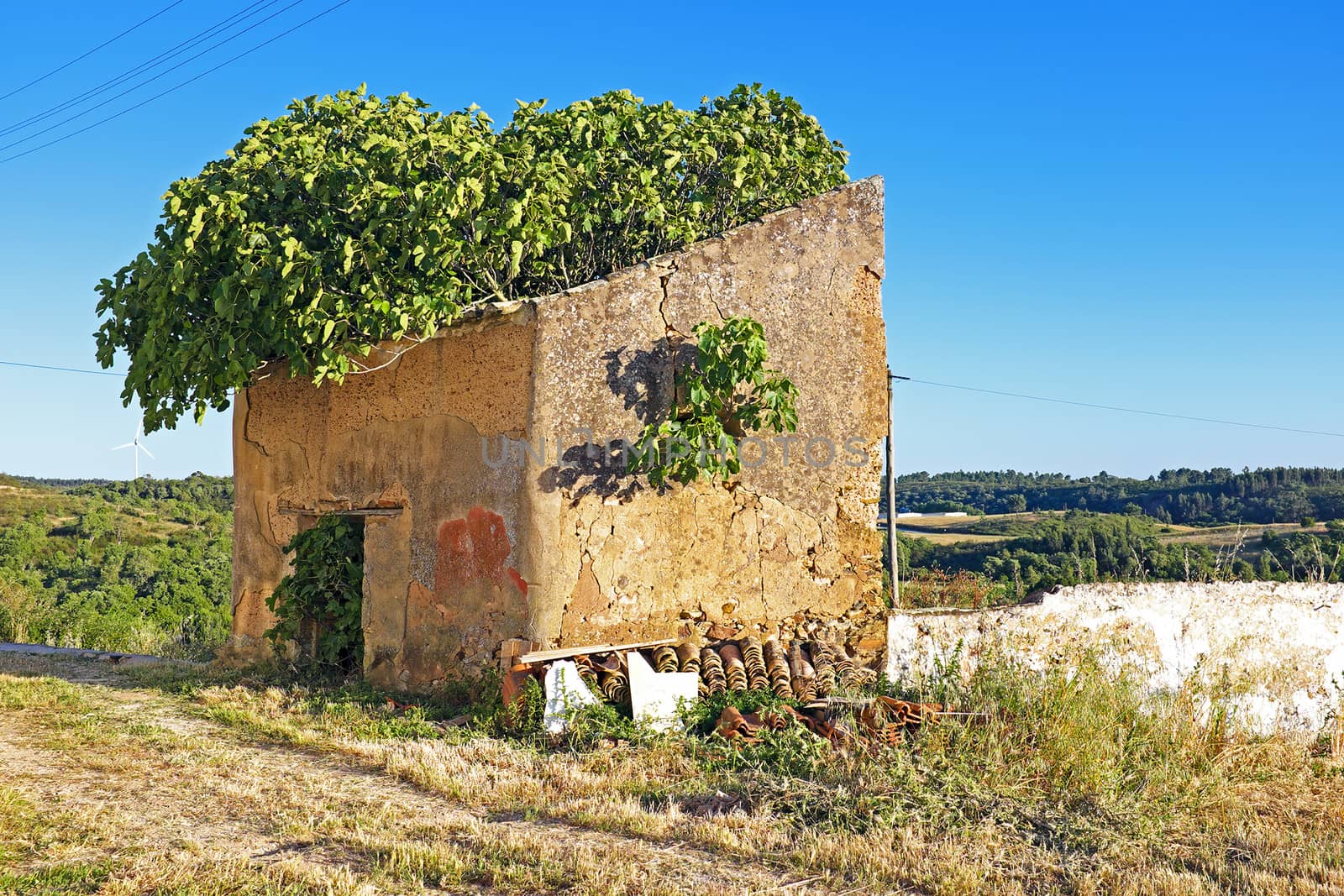 Olive tree in an old windmill in Portugal