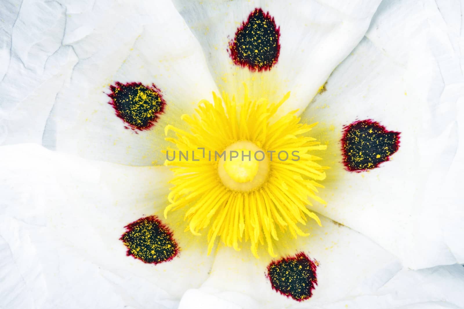 Inner core from a gum rockrose - Cistus ladanifer