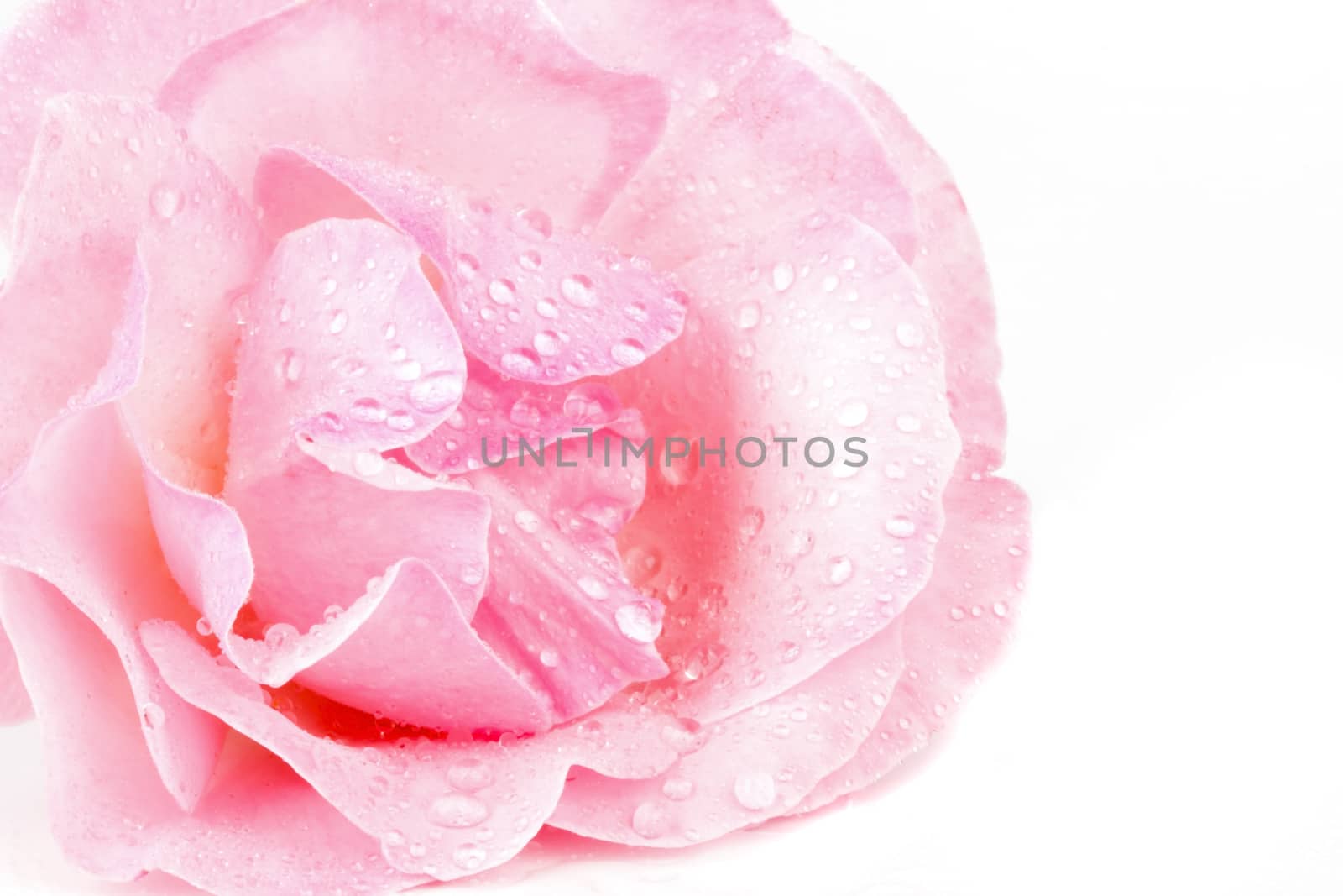 Pink rose with waterdrops macro
