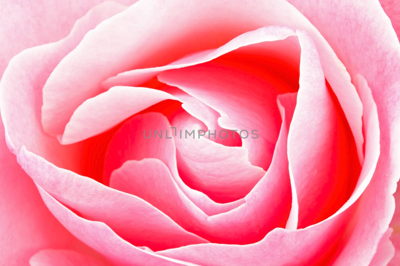 Pink rose macro