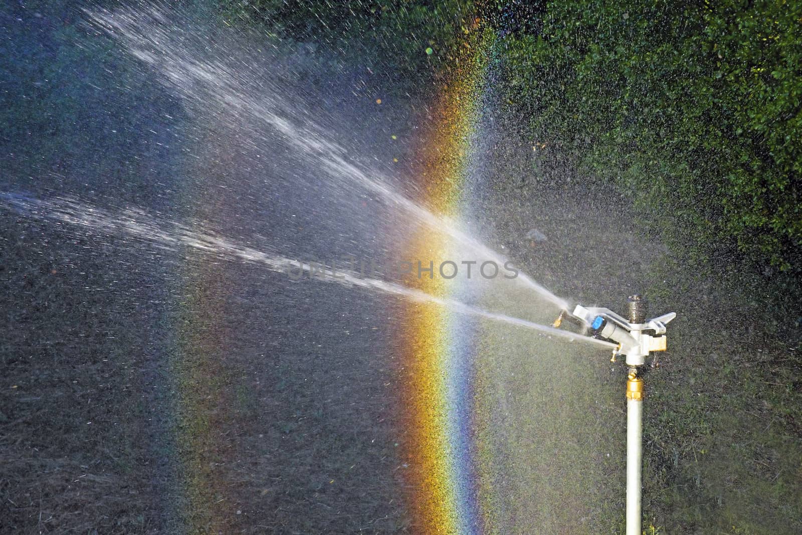 Sprinkler spraying water