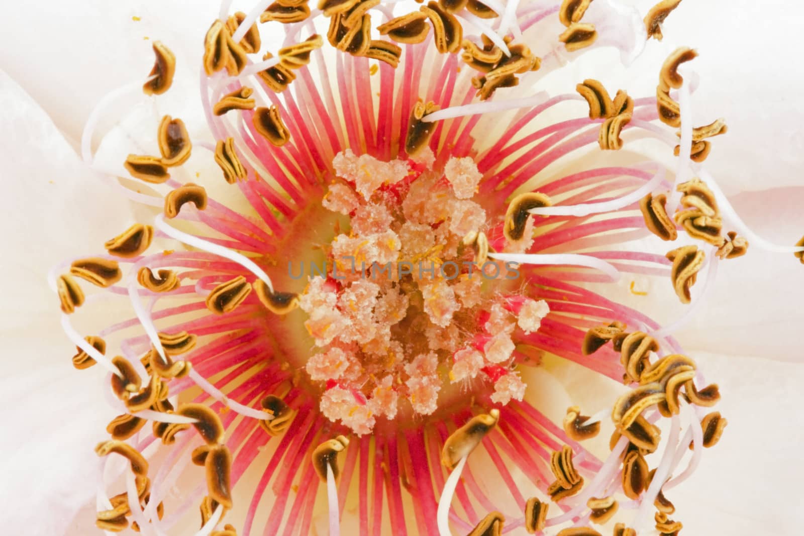 Inner core of a rose close up