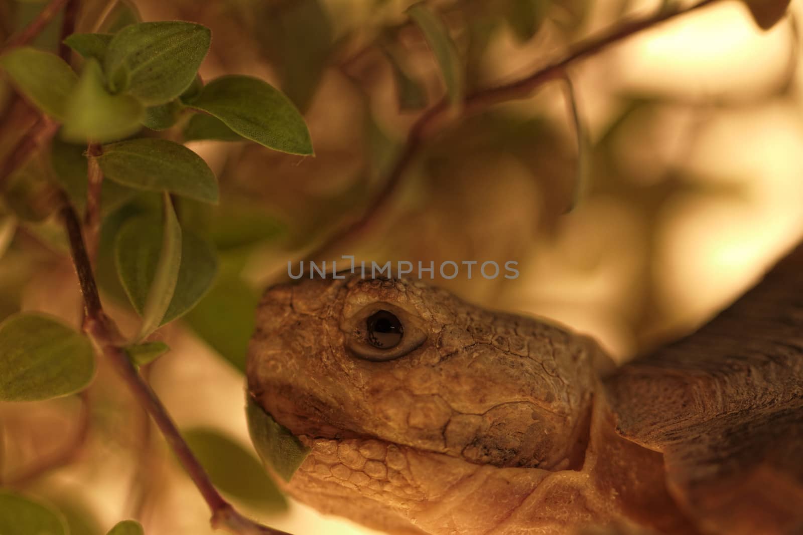 African Spurred Tortoise by NagyDodo