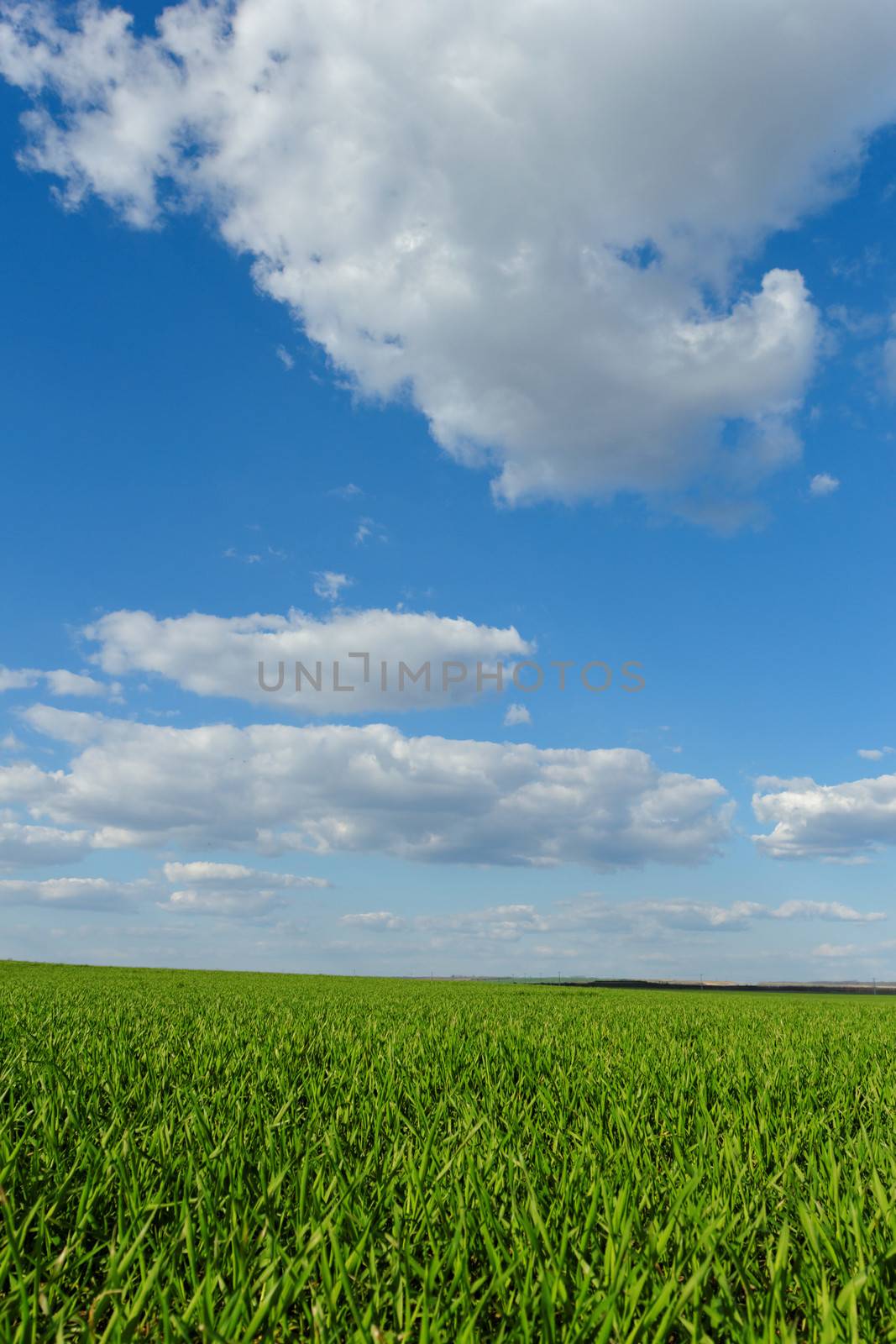 green wheat field under the blue cloudy sky