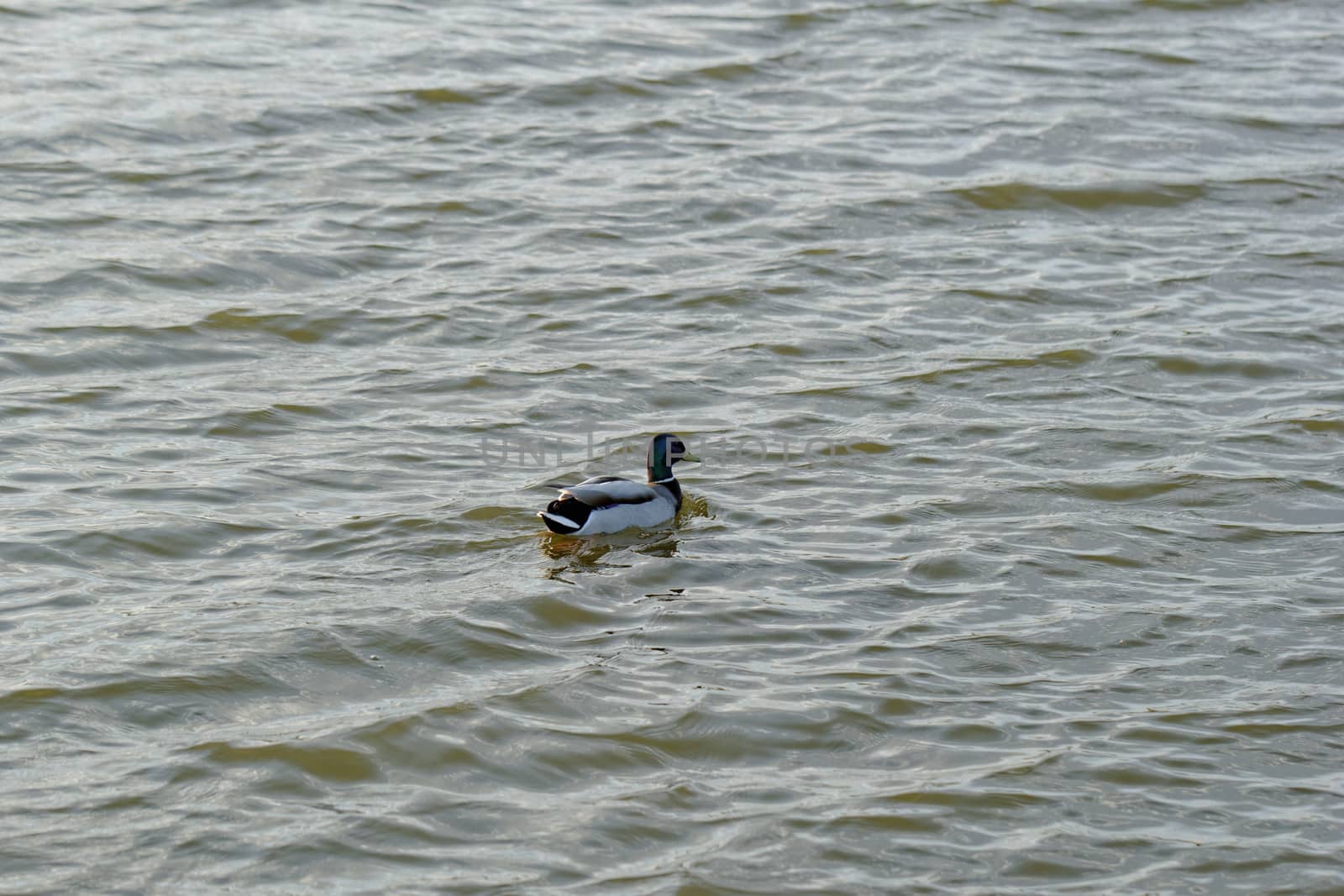 Ducks on the lake by NagyDodo