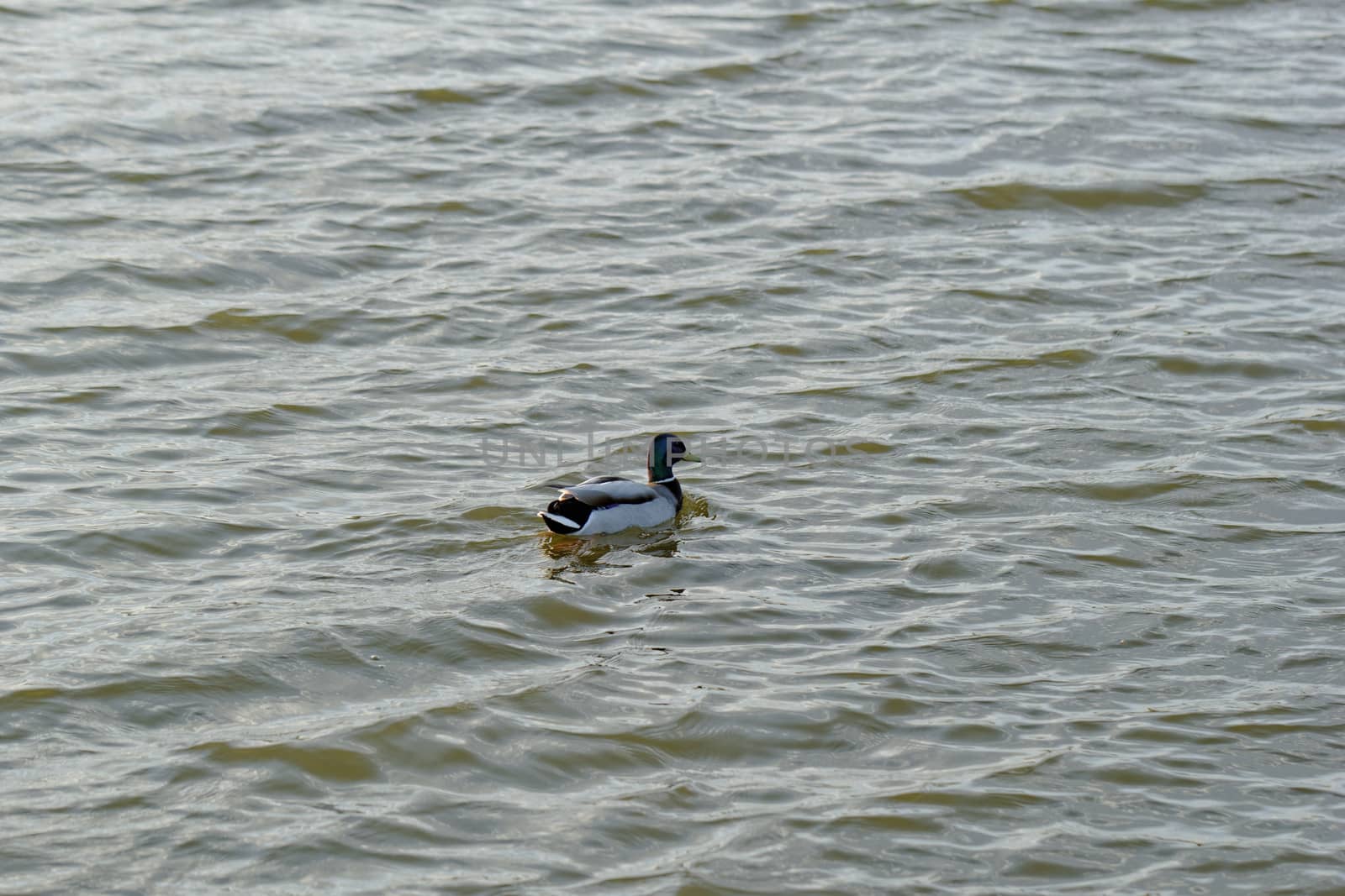 Ducks swimming on the lake