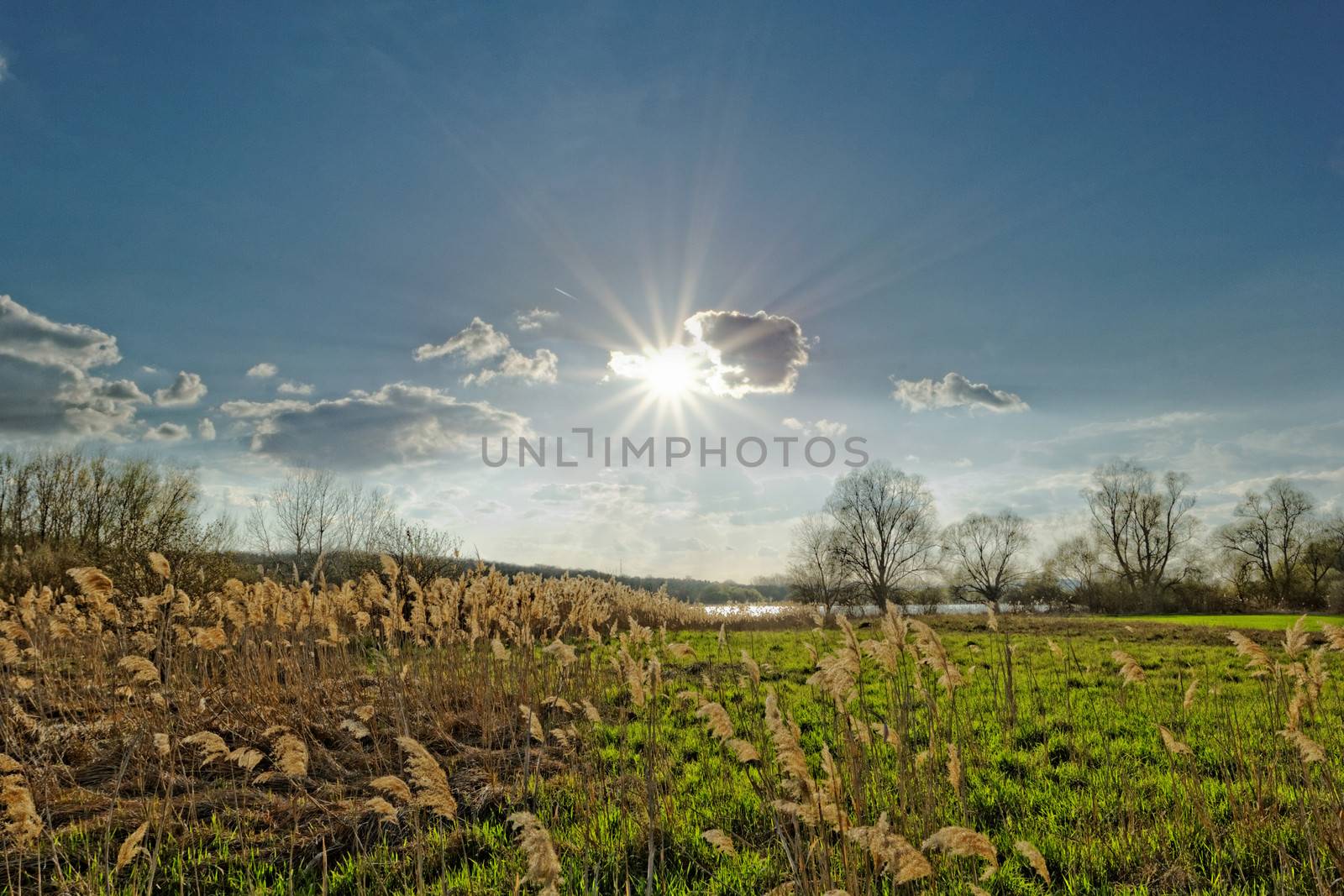 Reed in cloudy bright weather, the wind