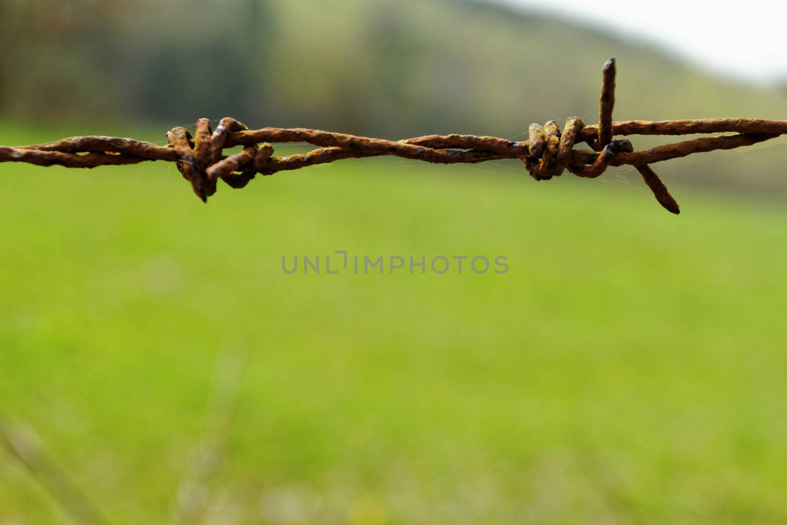 barbed Wire fence in front of the green meadow
