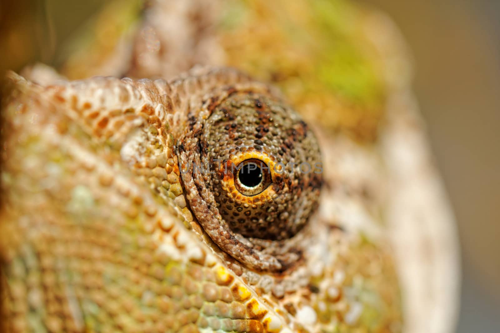 Chameleon on the leaf (Chamaeleo calyptratus)