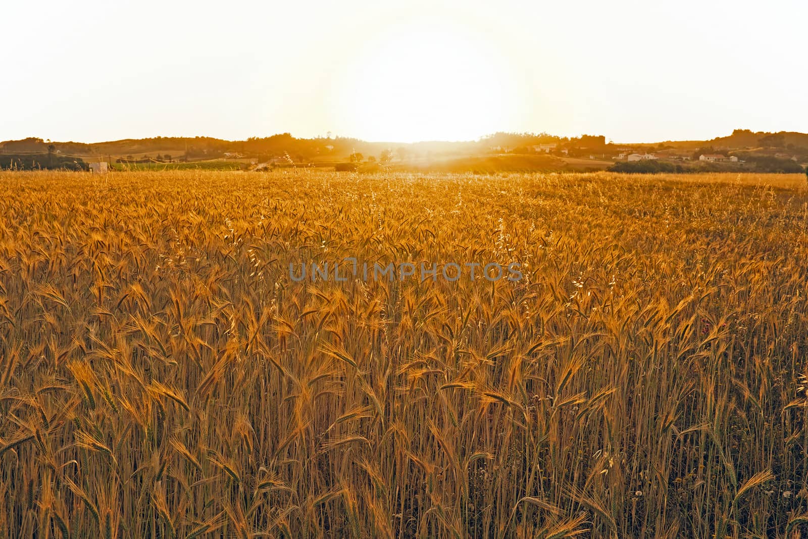 Sunset over the corn fields in Portugal