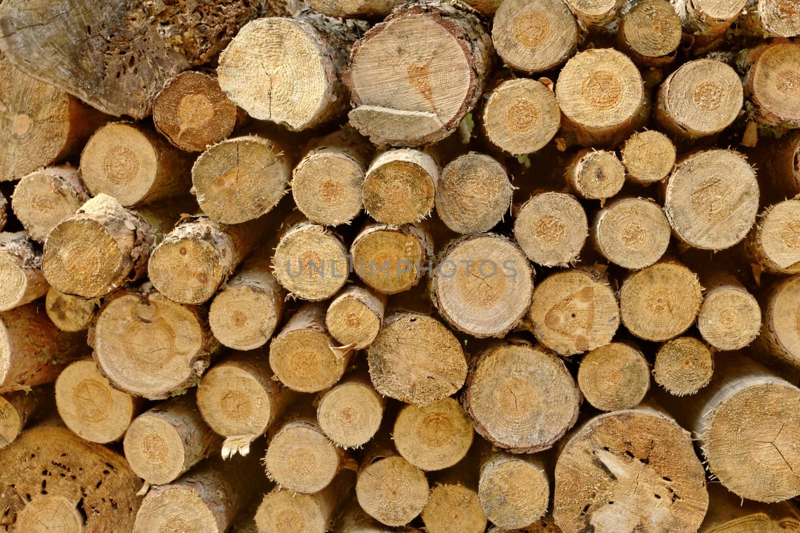 Pile of chopped fire wood prepared for winter