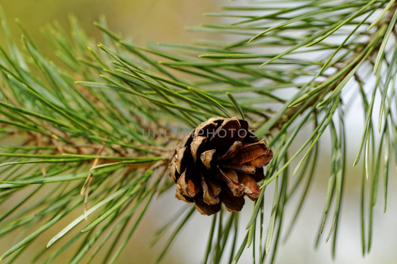 pine cone, on pine branch