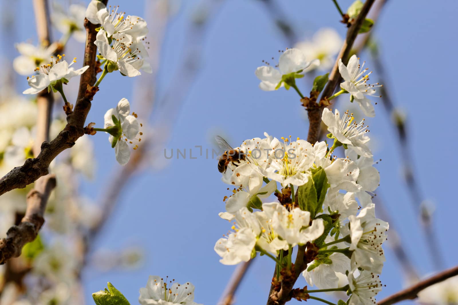 blossom tree with a bee pollination