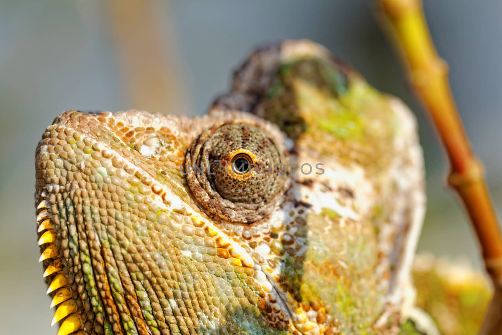 Chameleon on the leaf (Chamaeleo calyptratus)