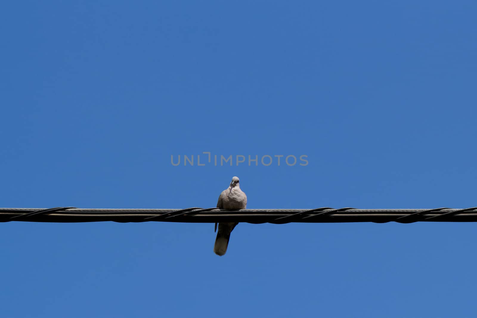 pigeons sitting on wire under a bright sky