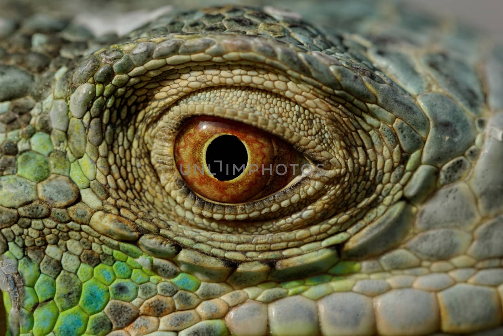 macro of a fantastic green iguana head