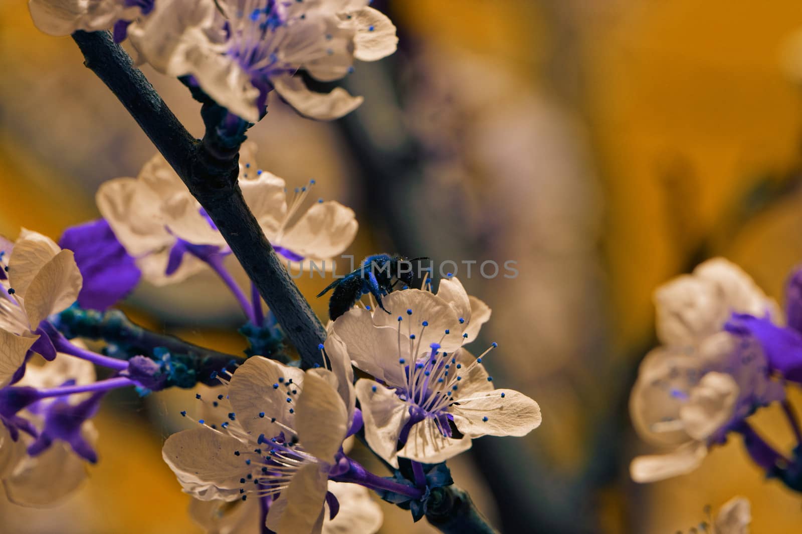 abstract blossom cherry tree by NagyDodo