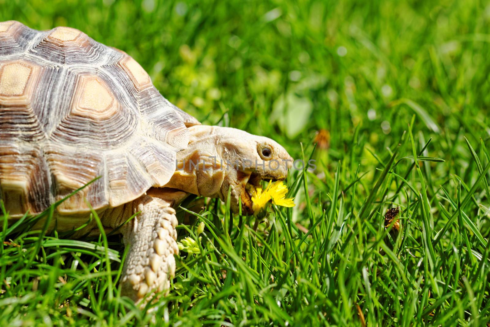 African Spurred Tortoise (Geochelone sulcata) in the garden