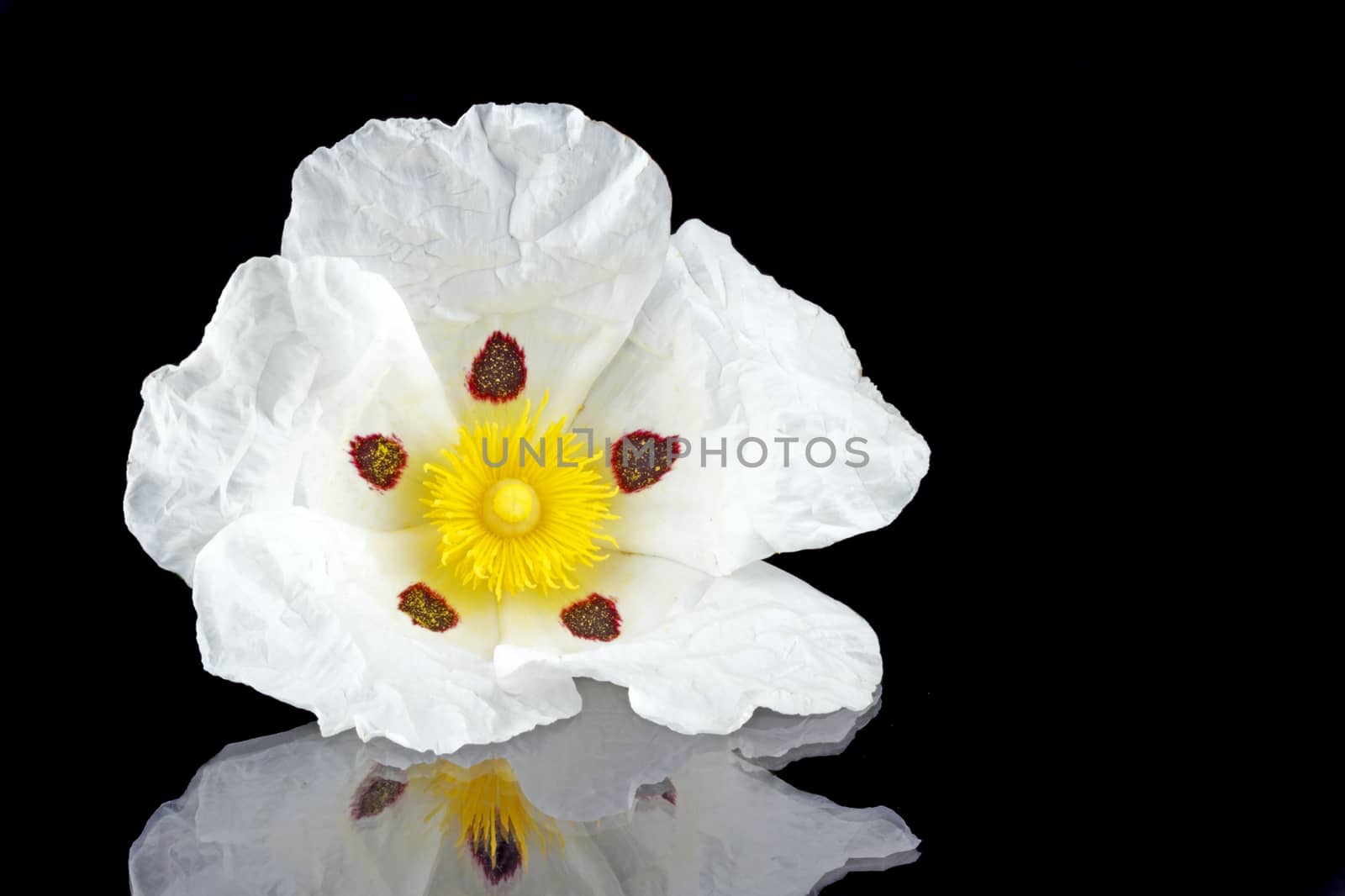 Gum rockrose - Cistus ladanifer - in the heath fields of Alentejo, Portugal