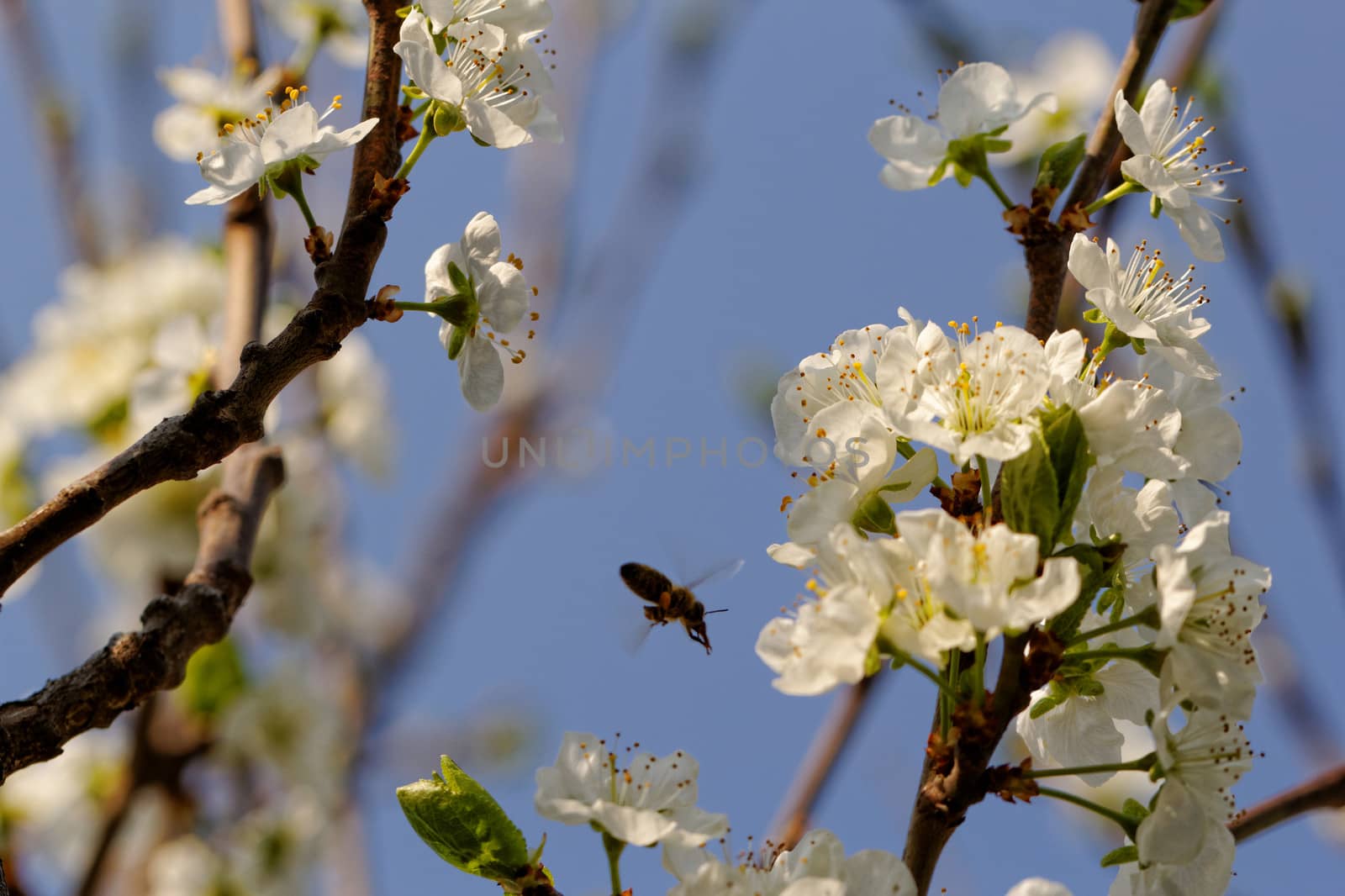 blossom cherry tree with bee by NagyDodo