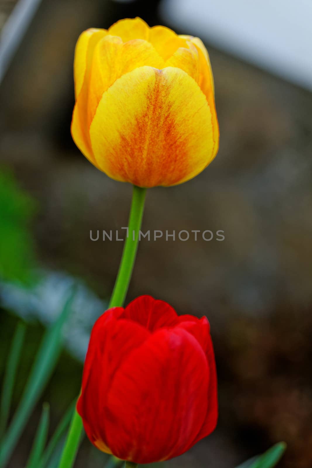 two yellow and red tulips in a garden