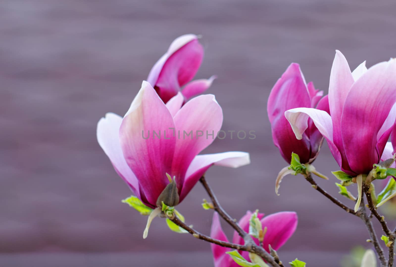 Spring Blossoms of a Magnolia tree