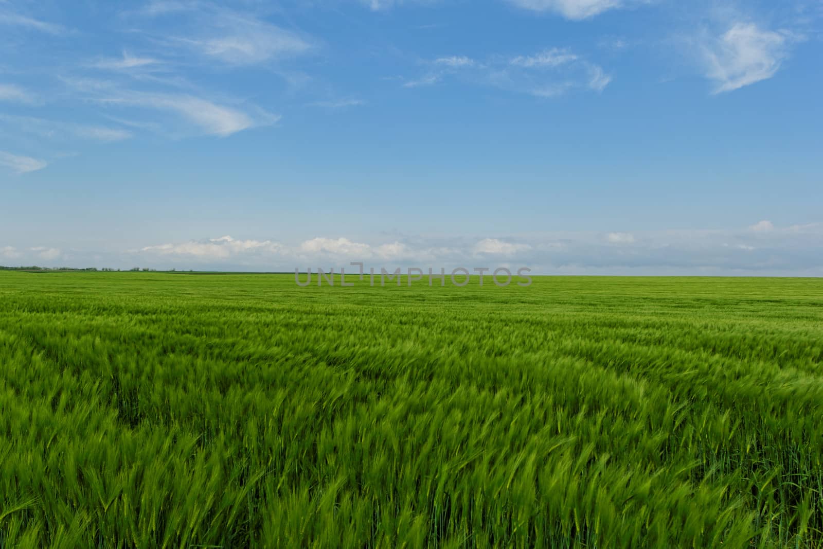 green wheat field under the blue cloudy sky