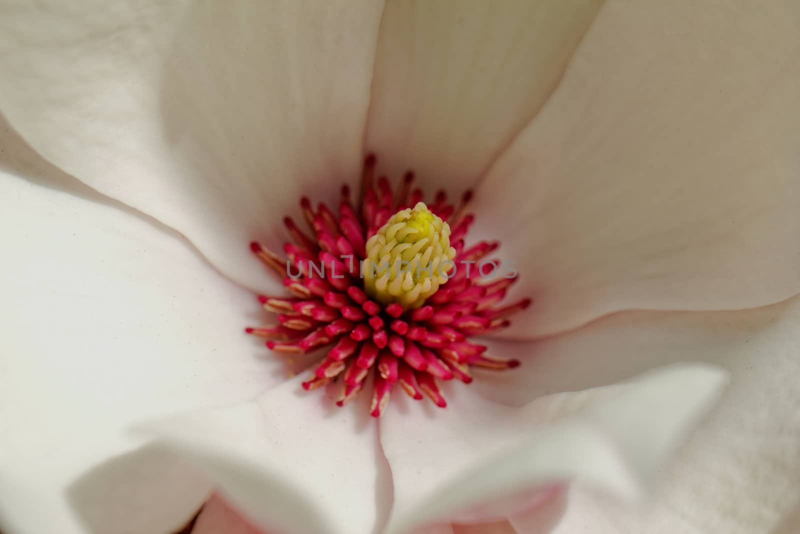 Closeup about a blossom Magnolia tree