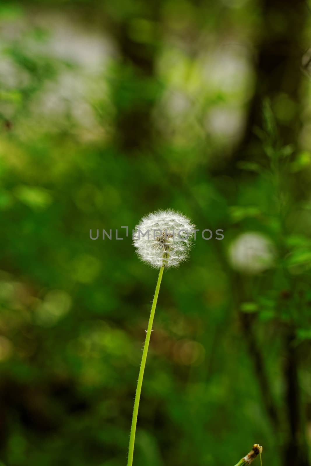 close-up of a dandelion flower