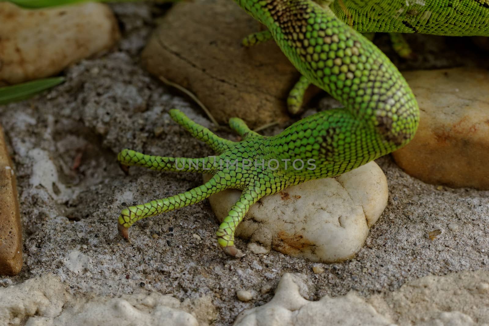 green iguana feet on the rock