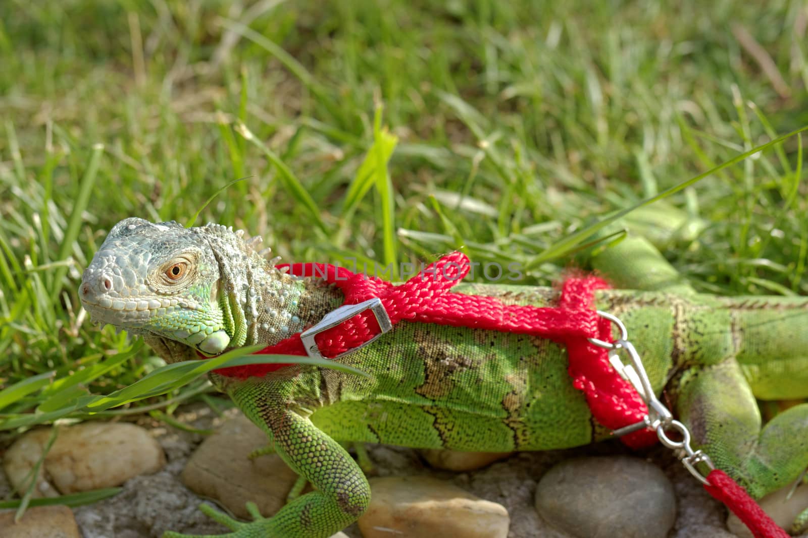 green iguana on a red leash