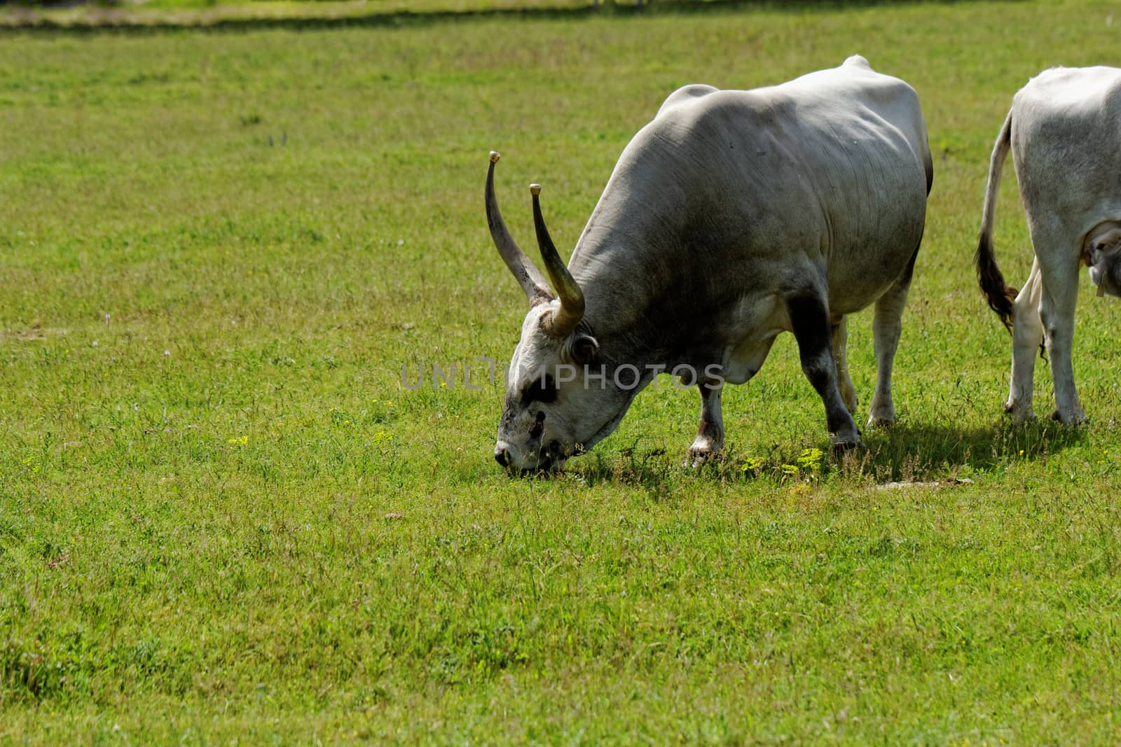 Ruminant Hungarian gray cattle bull on grass