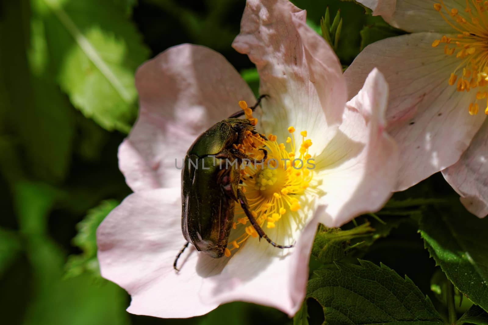 close up about copper flower beetle on flower (Protaetia fieberi)