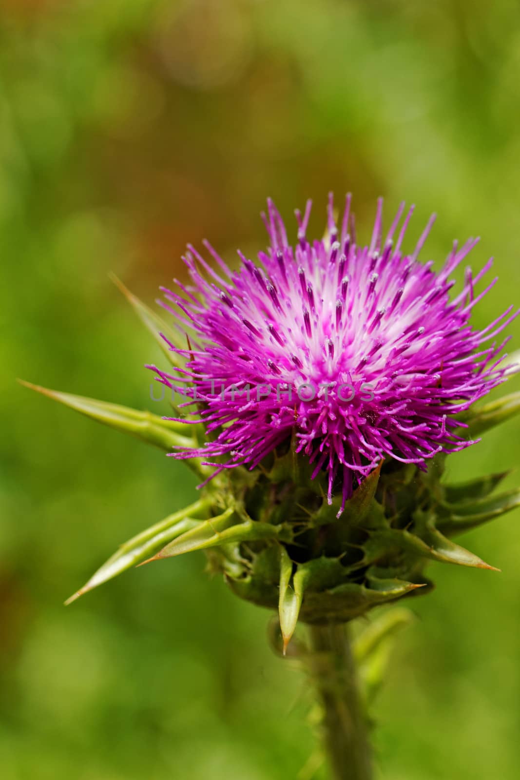 violet thistle flower on poppy field by NagyDodo