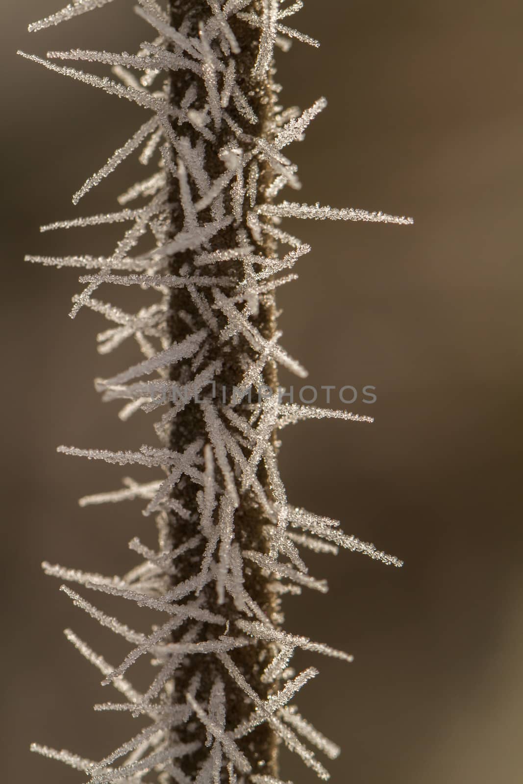 rime on a thin branch by NagyDodo