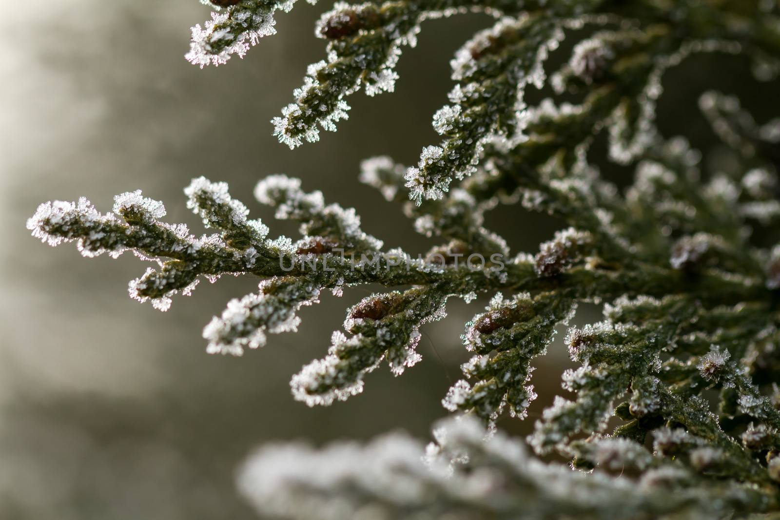 white hoarfrost crystal on green thuja twig