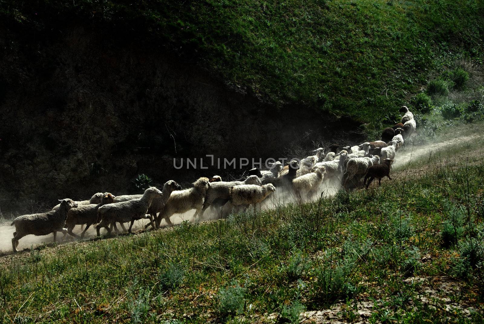 Flock of sheep running through the dusty country trail